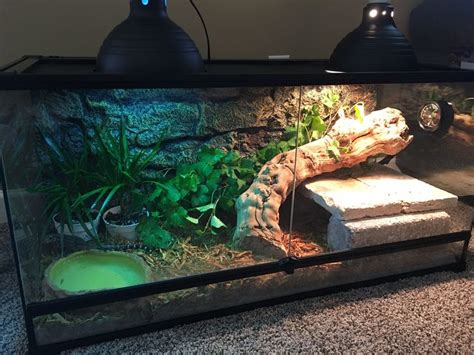 Baby Tegu Enclosure with Plants and Rocks