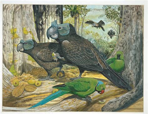 Cranky Parrots? Weird Island Animals Described in Long-Lost Report ...