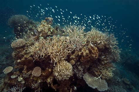 Report on New Caledonia’s coral reefs offers a glimmer of hope for the ...