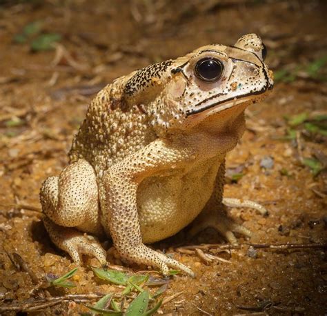 Invasion of the toads | Toad, Frog pictures, Amphibians