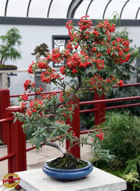 Bonzai & Penjing - Nepal firethorn - Pyracantha crenulata - Rosaceae - Created at the Gardens ...