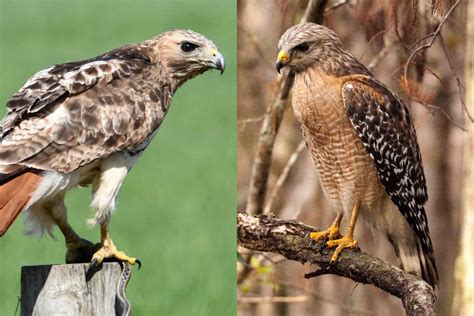 Red-Tailed vs. Red-Shouldered Hawk: What Is the Difference?