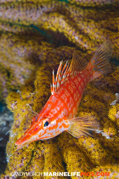 Longnose Hawkfish Pictures - images of Oxycirrhites typus