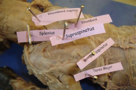 Cat Dissection Muscles Diagram