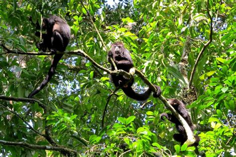 Territorial, expert navigators: The black howler monkeys of Mexico