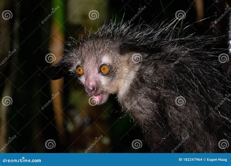 The Rare Aye-Aye Lemur that is only Nocturnal Stock Photo - Image of ...