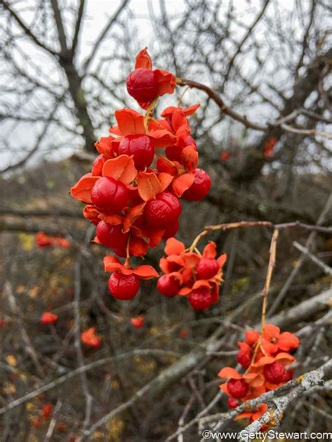 Red Berries – Edible or Not Edible? Red Jewel, Jewel Colors, Little Red ...