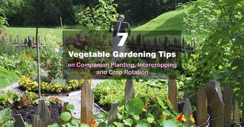 7 Vegetable Gardening Tips on Companion Planting, Intercropping & Crop ...