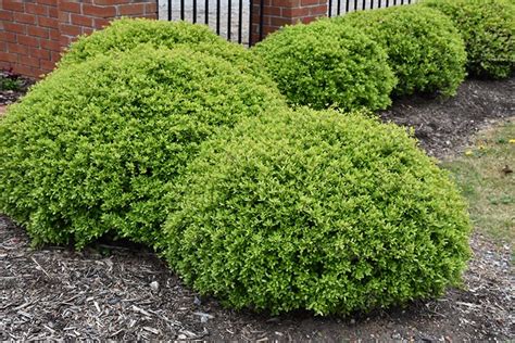 Dwarf Yaupon Holly Plant | Calloway's Nursery