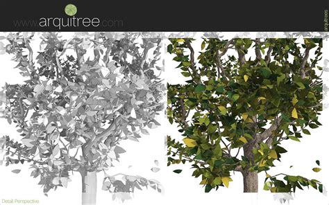 Revit scalable and detailed tree arquitree22 detailed 3D model | CGTrader