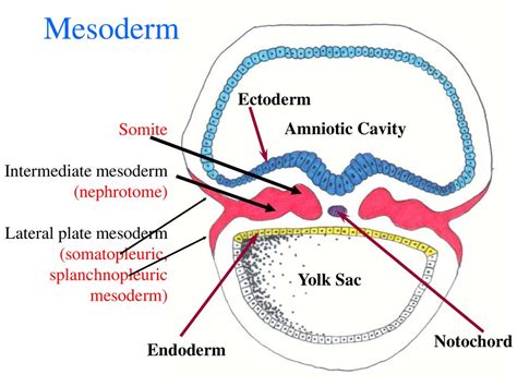 The First Three Weeks of Human Embryogenesis - презентация онлайн