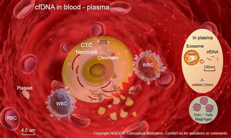 cfDNA (cell-free DNA) & cfDNA Extraction: Basics & Development - NVIGEN