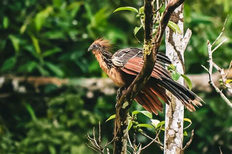 Peculiar Facts | Get to Know the Unique Hoatzin Bird