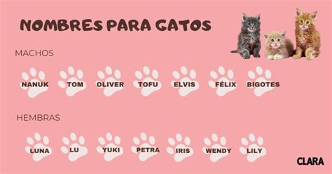 Los nombres de gatos más famosos que podrían inspirarte para tu nueva ...