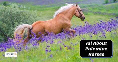 300+ Unique Palomino Horse Names (Ideas for Mares & Stallions)