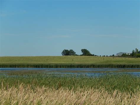 Gadwall : Minnesota Breeding Bird Atlas