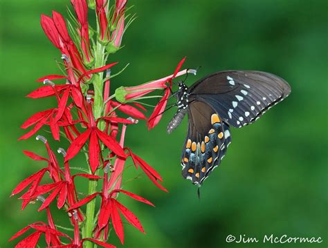 Ohio Birds and Biodiversity: Cardinal-flower, rare in white, and pollinating swallowtails