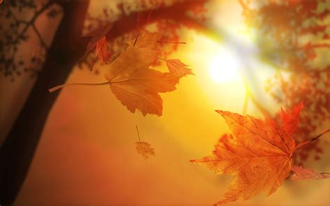 🔥 Download Beautiful Autumn Leaves by @mcarroll | Fall Leaves Backgrounds, Fall Leaves ...