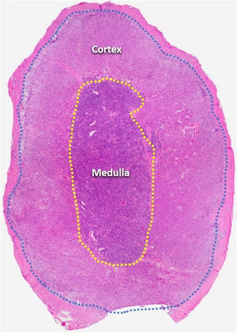 Adrenal gland – Veterinary Histology