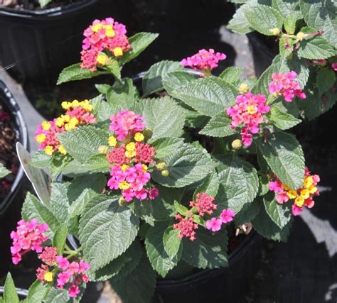 Try Dwarf Lantana for a Summer and Fall Blooming Perennial | Gardening in the Panhandle