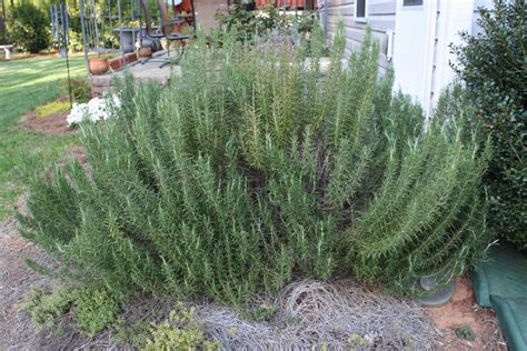 Rosemary Doesn’t Mind a Forgetful Gardener » Newsletters