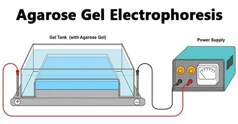 Electroforesis en gel de agarosa - Definición, principio, partes, pasos ...