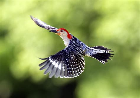 Red-bellied Woodpecker Flight Photograph by David Lester - Fine Art America