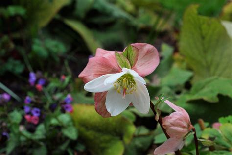 Helleborus Flower Blossom - Free photo on Pixabay