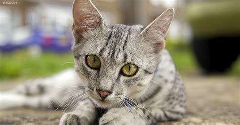 The Egyptian Mau