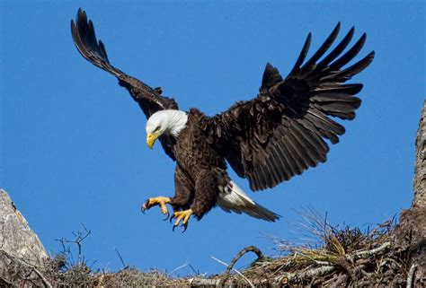 Bold Eagle, wat een schitterende beesten! | Bald eagle, Spirit animal totem, Eagle totem