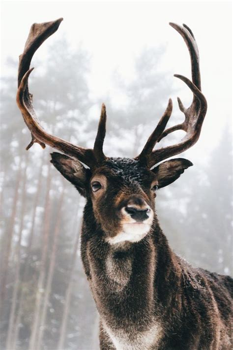 lightexpo | Dieren mooi, Dierenfotografie, Dieren