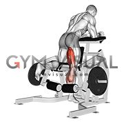 Lever Kneeling Leg Curl (plate loaded)