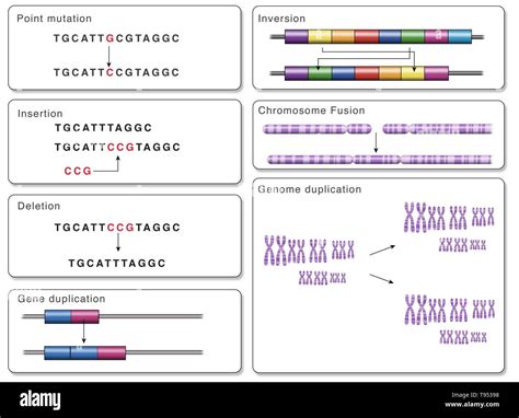 These include point mutation hi-res stock photography and images - Alamy