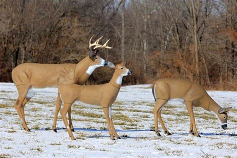 5 expert tips for hunting with whitetail decoys • Page 4 of 7 • Outdoor Canada