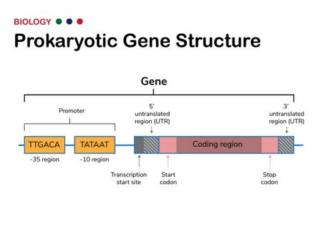 170+ Prokaryotic Protein Synthesis Stock Photos, Pictures & Royalty-Free Images - iStock