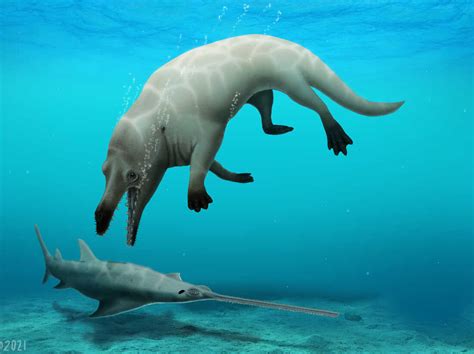 Scientists Discover Fossil Of A Whale With Four Legs : NPR