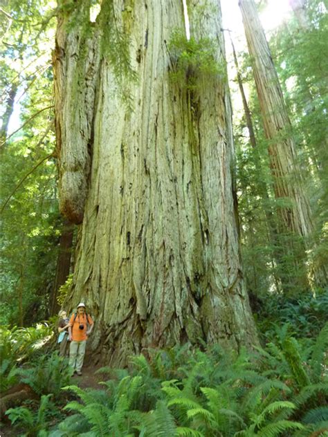 Redwoods Near Crescent City - Jedediah Smith & Del Norte Coast