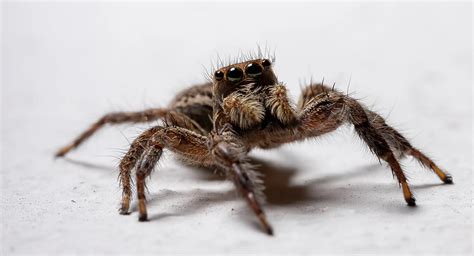 Common Australian Spiders | Rentokil AU