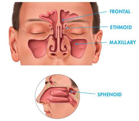 What Are The Sinuses? | Otolaryngology Clinic Claremore Oklahoma