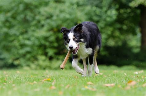 Free Images : grass, meadow, sweet, summer, pet, park, playful, border ...