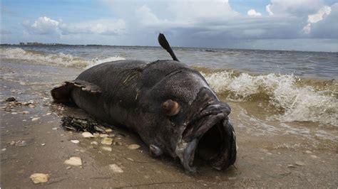 Red Tide Algae