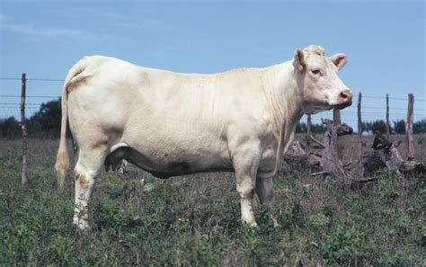 Charolais | breed of cattle | Britannica.com