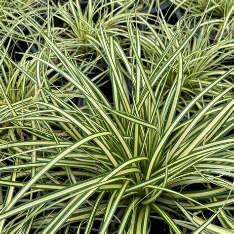 Carex ‘Evergold’ (Japanese Sedge - Cavano's Perennials