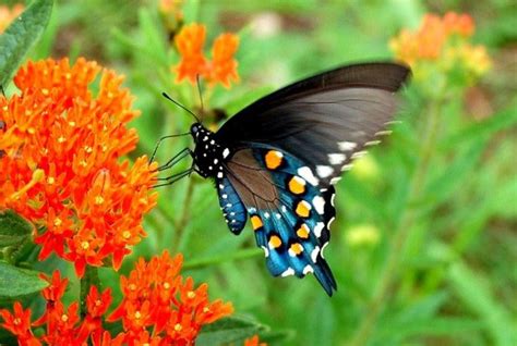 Pipevine Swallowtail