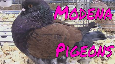 Modena Pigeons - A Breed of Fancy Pigeons With a Unique Look. - YouTube