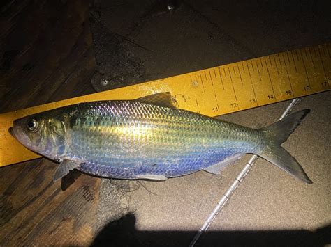 Hickory Shad (Freshwater Fish of Massachusetts) · iNaturalist