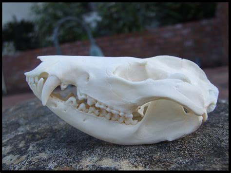 Opossum Skull 2 by Lupen202 on DeviantArt