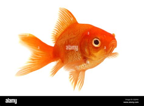 Orange Goldfish on White Stock Photo - Alamy