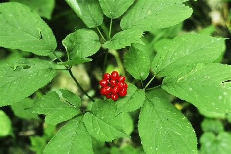 A Plan to Save Appalachia's Wild Ginseng | WIRED