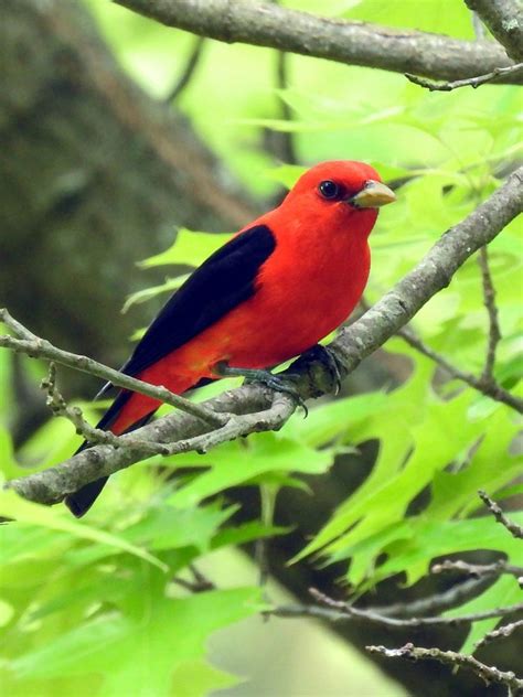 Scarlet Tanager | Free Photo - rawpixel